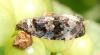 Endothenia sp.